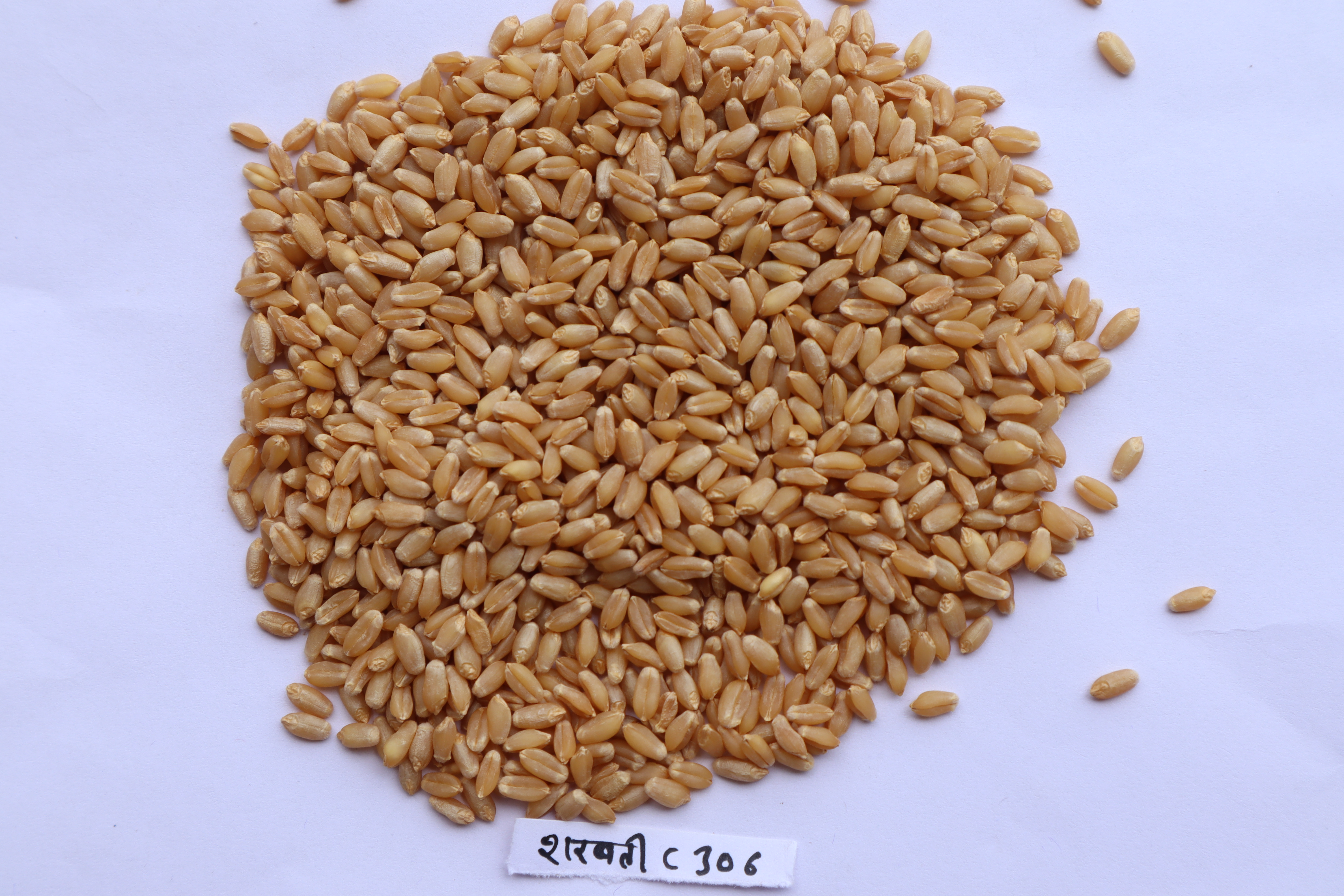 Sharbati wheat C 306
